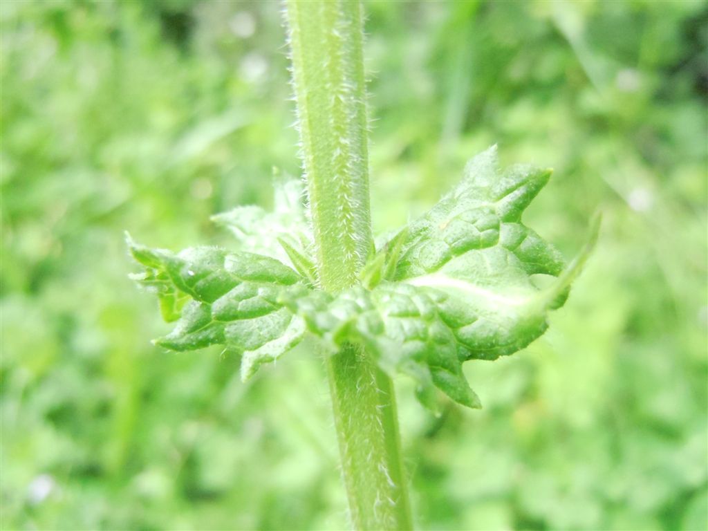 Salvia pratensis?